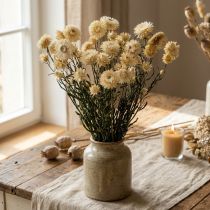Artikel Torr dekoration halm blomkräm helichrysum torkad 50cm 30g
