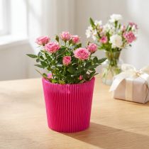 Artikel Plisserade muddar Cerise 14,5cm 100 st