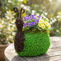 Artikel Planterare Snigel Vine Naturlig, Grön 21x14cm H26cm
