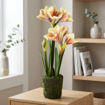 Artikel Amaryllis i en mosskula konstgjord med rosa-gula mönstrade blommor - 45 cm - Exotisk och stilren dekoration