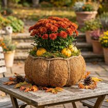 Artikel Växtkorg pumpa höstdekoration orange Ø22cm H17cm