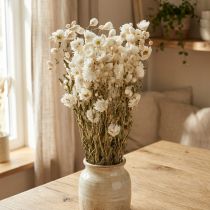 Artikel Kamomill Torkade Blommor Dekoration Blommor Vit knippe 65cm 50g