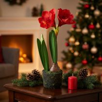 Artikel Amaryllis i konstgjorda mossakulor - klarröda blommor, 49 cm - elegant och naturlig rumsdekoration