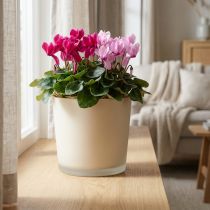 Artikel Blomkruka i glas beige planteringskruka glaskruka Ø11,5cm H11cm
