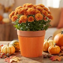 Artikel Veckade muddar för blomkrukor orange 14,5cm 100 st