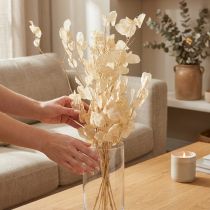 Artikel Torkade silverblad Lunaria Champagne 65-70cm 20g