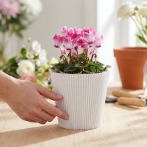 Artikel Plisserade muddar vita 10,5cm 100 st