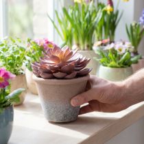 Artikel Suckulentväxt i kruka Echeveria konstgjord röd årgång Ø15cm H16cm