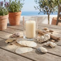 Artikel Ostronmusslor capizskivor i nät naturell 3,5–9,5cm 2st