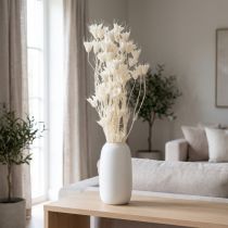 Artikel Torkade Nigellablommor, knippe elegant naturlig dekoration för exklusiva interiörer, 70 cm, 50 g