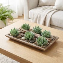 Artikel Suckulent Echeveria Ø6,5cm L11cm 6 st