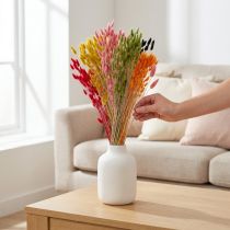 Artikel Hare's Tail Grass Lagurus Torkad Färgad 60cm 50g