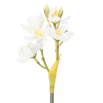 Artikel Påskliljegren för säsongsbetonade bröllopsarrangemang, vacker, 33 cm, 6 stycken