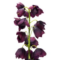 Artikel Fritilaria naturtroget replika för eleganta arrangemang och buketter 78 cm