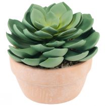 Artikel Suckulentväxt i kruka Echeveria konstgrön Ø15cm