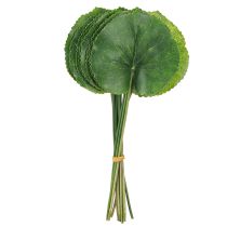 Artikel Galax Urceolata Blad Artificiell Grön Ø10cm L23cm 12 st