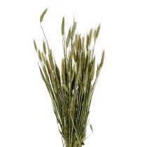 Artikel Kornkorn dekoration torr dekoration naturlig 80cm knippe 1 st