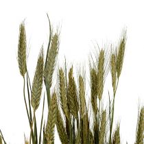 Artikel Korndekoration Triticale som gäng Naturligt 1 gäng