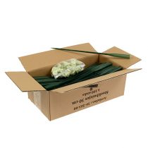 Artikel Arrangemangsrör 30cm x 1,5cm 100 st