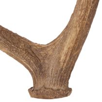 Artikel Dekorativa konstgjorda horn, rustik stugdekoration, 50 cm