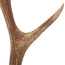 Artikel Dekorativa konstgjorda horn, rustik stugdekoration, 50 cm
