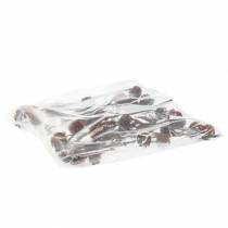 Artikel Glabrum Leucospermum Torkade Blommor 25-40cm 25 st