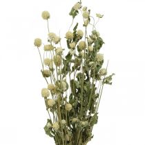 Torkad blomma, Globe Amaranth, Gomphrena Globosa White L49cm 45g