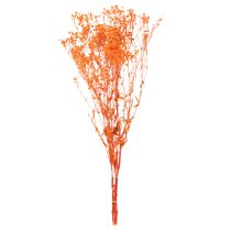 Artikel Torkad blombukett med babys andetag Gypsophila 75 cm 100 g
