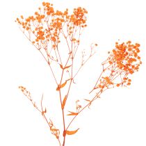 Artikel Torkad blombukett med babys andetag Gypsophila 75 cm 100 g