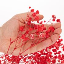 Artikel Torkad baby's breath (Gypsophila) knippe 75 cm 100 g