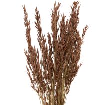 Artikel Havre torr dekoration torrt gräs brun L64cm 70-75g 2st