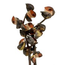 Artikel Hakea medium naturell 5-9 huvuden per gren 20 st