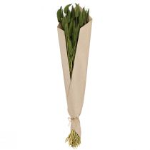 Artikel Kaninsvansgräs (Lagurus) Torkad Dekorativ Grön 50-60cm 50g Torkade Blommor