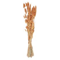 Artikel Hare&#39;s Tail Grass Lagurus Torkad Aprikos 55-60cm 50g