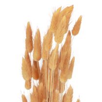 Artikel Hare&#39;s Tail Grass Lagurus Torkad Aprikos 55-60cm 50g