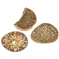 Artikel Träskivor, dekorativa trädfrukter, naturliga, DIY, FSC, 1-3,5 cm, 300 g