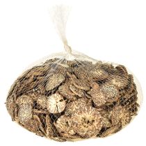 Artikel Träskivor, dekorativa trädfrukter, naturliga, DIY, FSC, 1-3,5 cm, 300 g