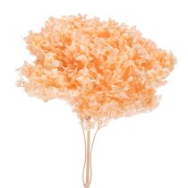 Artikel Torkad hortensiabukett för eleganta blomsterdekorationer hemma, 65 cm