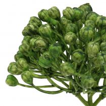 Artikel Hydrangea bud pick 22cm grön 12st