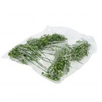 Artikel Hortensiaknoppplock 22cm grön 12 st