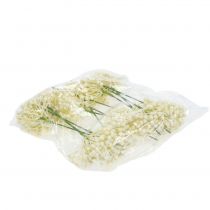 Artikel Hortensiaknoppplock 22cm kräm 12st