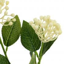 Artikel Hydrangea knoppgren 55cm grädde 6st