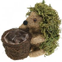 Igelkott med korggrön, höstdekoration för plantering, dekorativ växtkorg H24cm Ø9,5cm