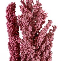 Majs torkade blommor Majs Rosa 75cm 3st