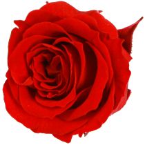 Artikel Infinity Roses Riktiga Blommor Mini Roshuvuden Röda Ø3cm 16 st