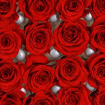 Artikel Infinity Roses Riktiga Blommor Mini Roshuvuden Röda Ø3cm 16 st