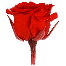 Artikel Infinity Roses Riktiga Blommor Mini Roshuvuden Röda Ø3cm 16 st