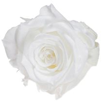 Artikel Infinity Roses Äkta Roshuvuden Minirosor Vita Ø3cm 16 st