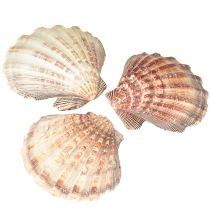 Artikel Riktiga pilgrimsmusslor naturella – maritim känsla naturella 1 kg