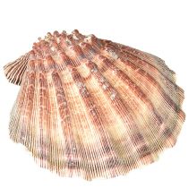 Artikel Riktiga pilgrimsmusslor naturella – maritim känsla naturella 1 kg